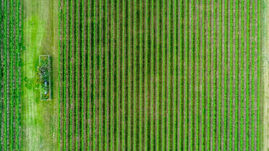 rows of crops