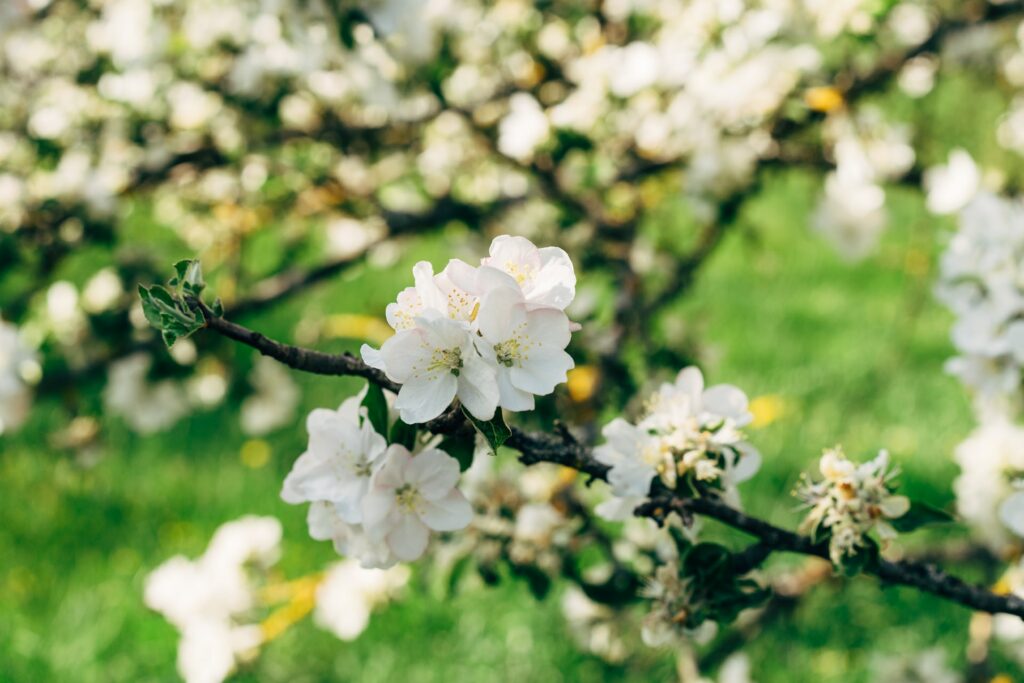 white flower on