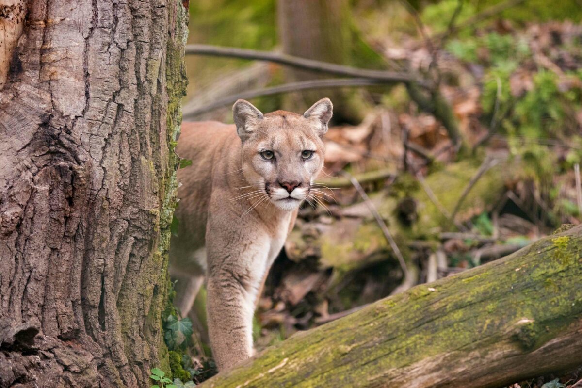 female mountain lion