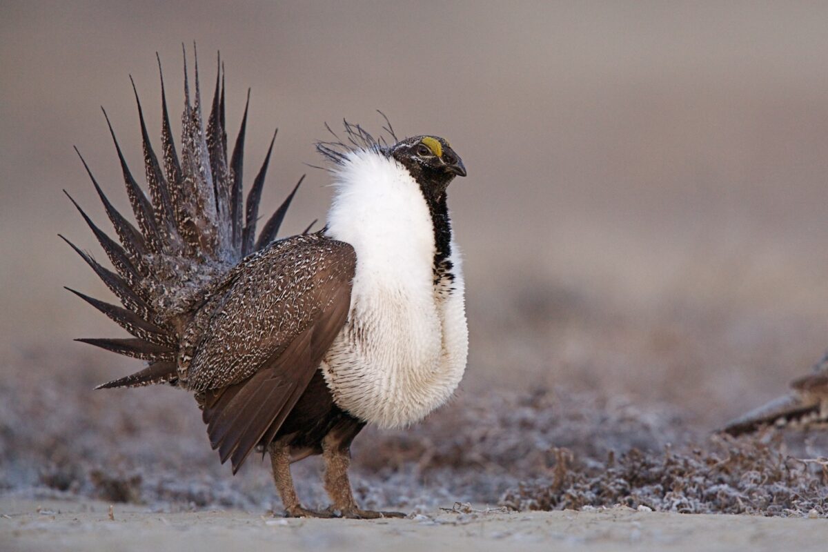 greater sage grouse