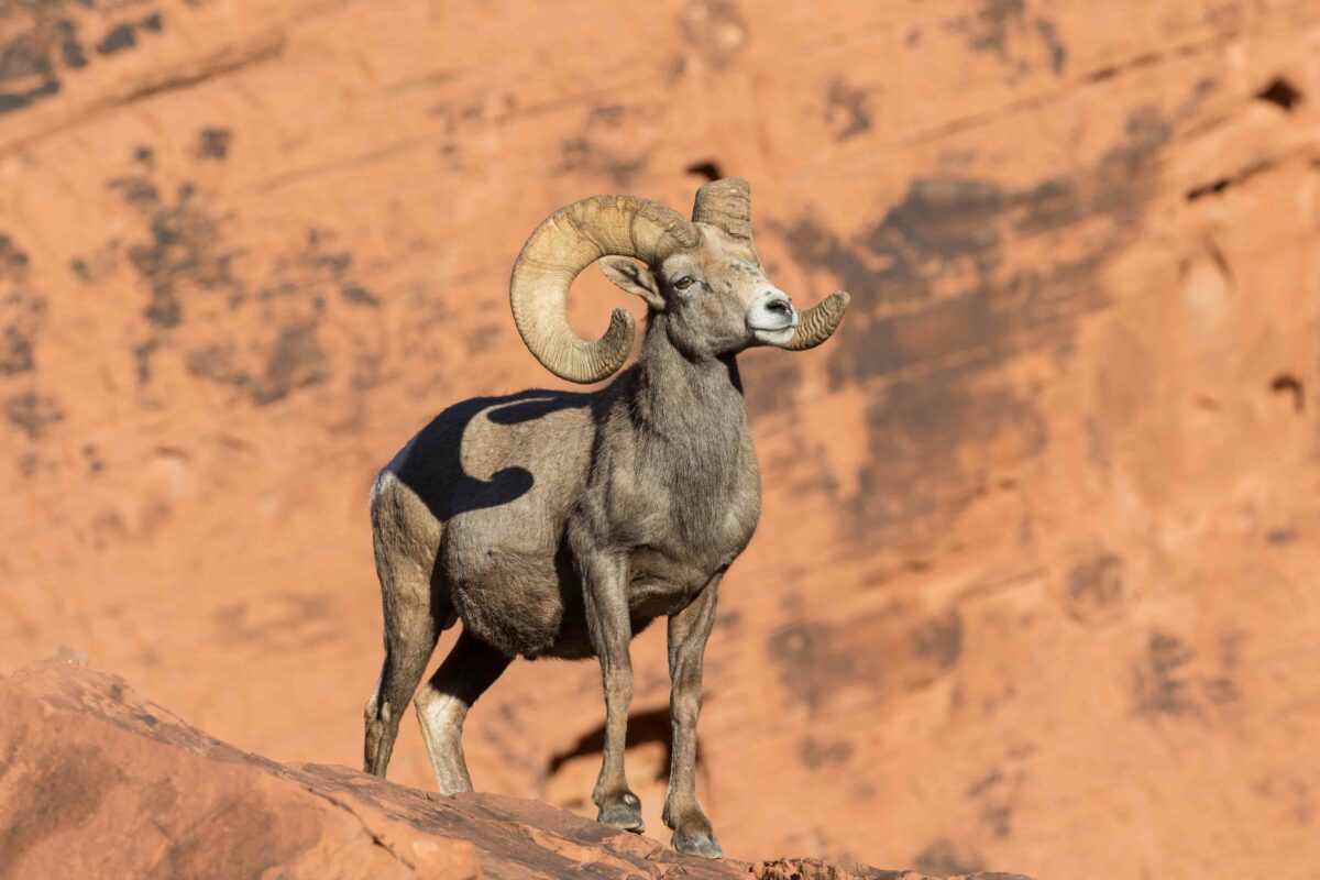 desert bighorn sheep