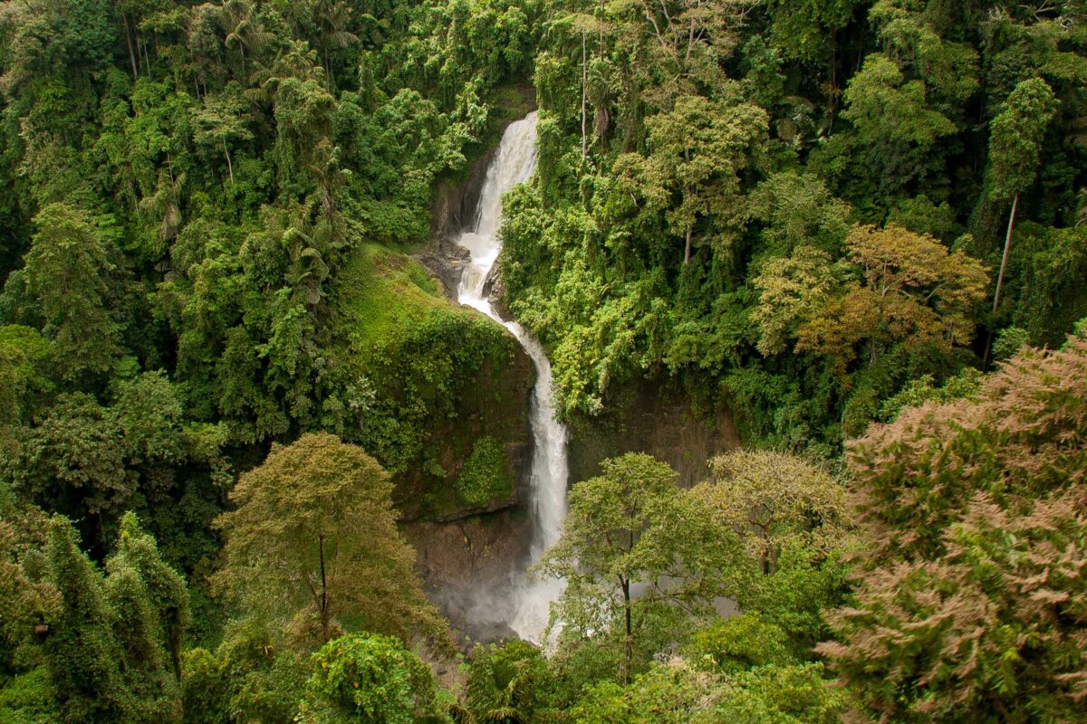 forest waterfall in