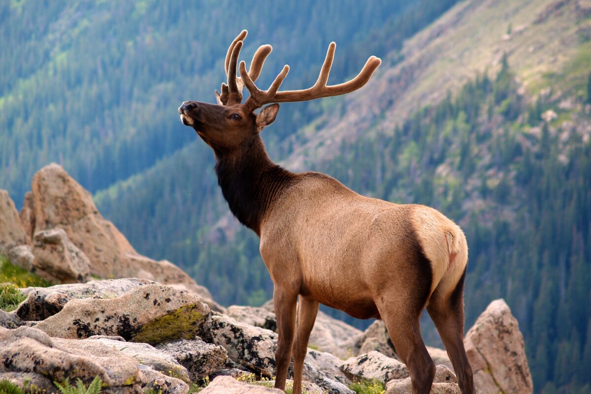 rocky mountain elk