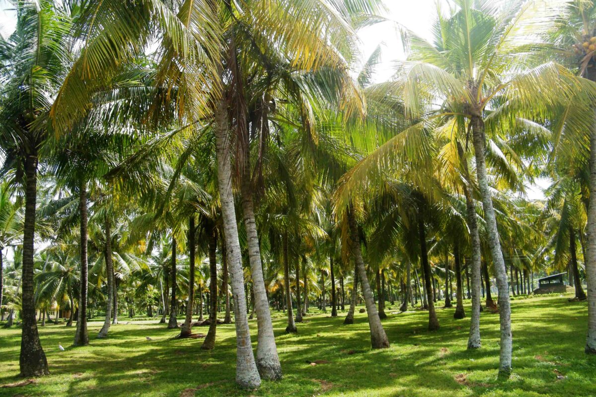 coconut palm trees